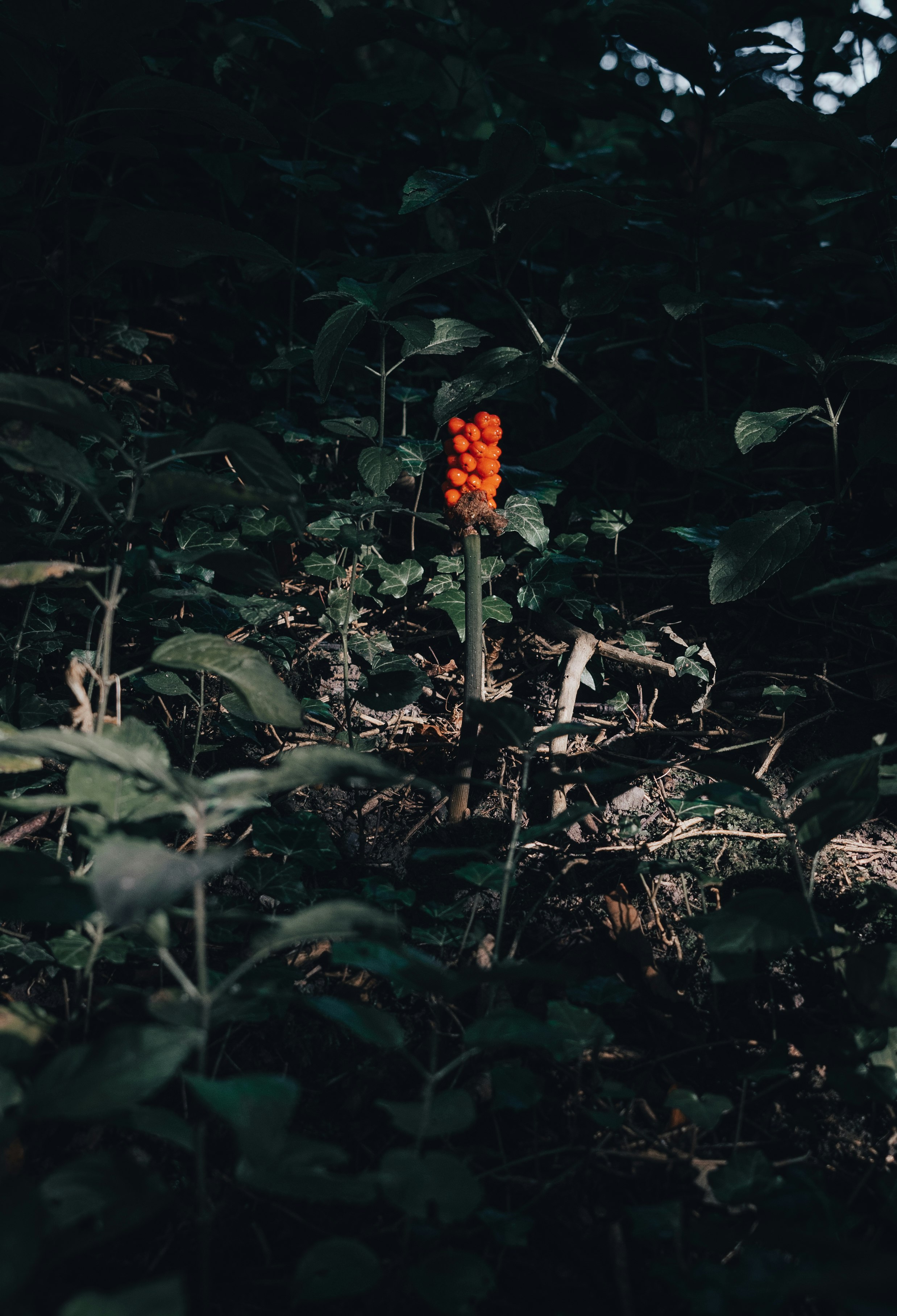 red flower surrounded by green leaves